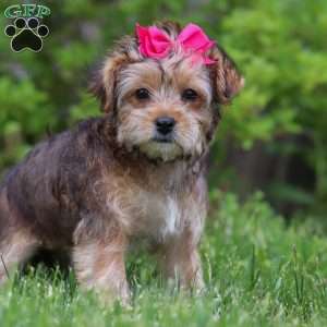 Olive, Yorkie Poo Puppy
